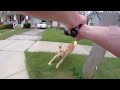 Bodycam: Officer Shoots Family Dog As It Runs At Officer In Controversial Shooting.