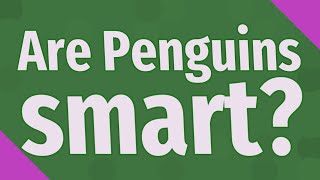 Are Penguins smart?
