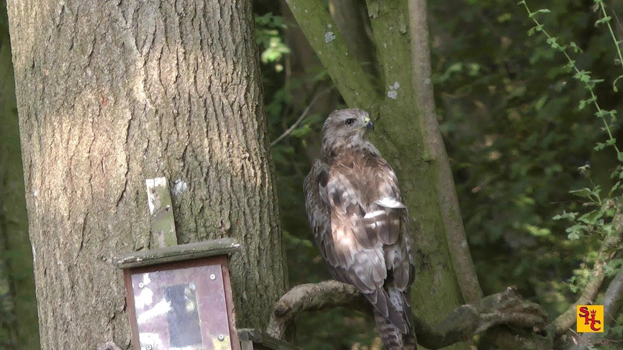 pest-control-with-air-rifles-squirrel-shooting-an-epic-day-youtube