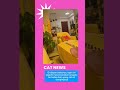 seperti punya rencana terslubung #cats #cat #kucing #kucinglucu