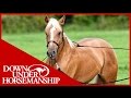 Clinton Anderson: Training a Rescue Horse, Part 5 - Downunder Horsemanship