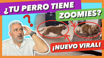 ¿Significan los zoomies que los perros son felices?