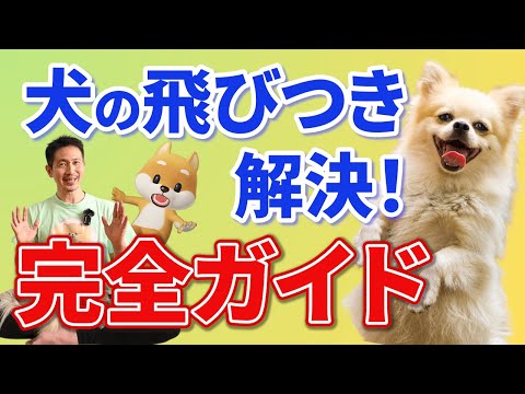 犬の飛びつきをやめさせる方法｜しつけのコツと絶対NG行動を解説