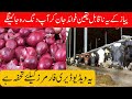 Onion Benefits for Cows | Payaz K Faidy | Unlocking the Power of Onions in Livestock Nutrition