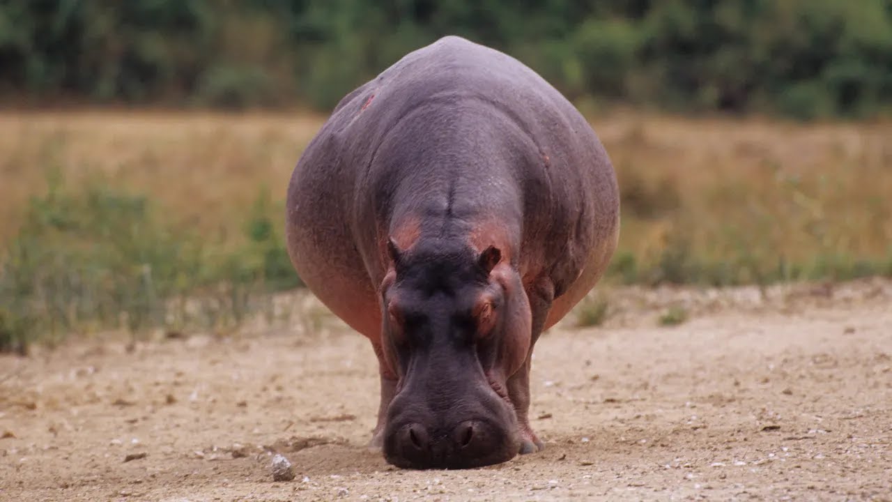 El animal peligroso del mundo