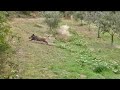 CACCIA al CINGHIALE: Vita da Canaio!!! _ WildBoar Hunting _ ULISSE Union League