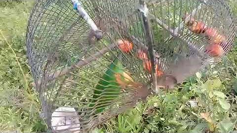 mikat burung serindit menggunakan sangkar jebak poin satu ekor‼️malah lepas belum rejeki 😅😅