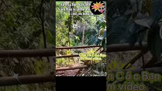 Cách thanh niên VN vượt biên sang Trung Quốc #canhbao #phapluat #antoan #biengioi