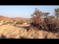 Baby cubs playing with pangolin continued...