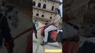 Orchha Madhya Pradesh #orchhadiaries #orchhafort #fyp #feedshorts #tranding