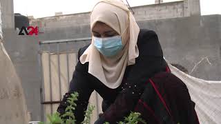 فلسطين - زراعة الأعشاب العطرية وجهة المواطن في غزة عن الأدوية الكيميائية