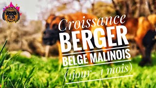 Croissance berger belge malinois (1jour- 1 mois)