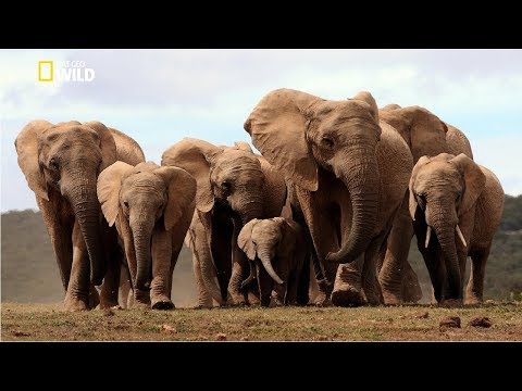 Life of Elephants [National Geographic Documentary HD 2017]