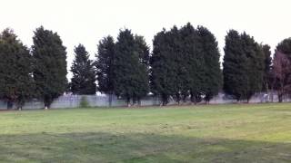 Beginner Align T-Rex 450 Pro First flights