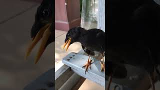IMG 0244