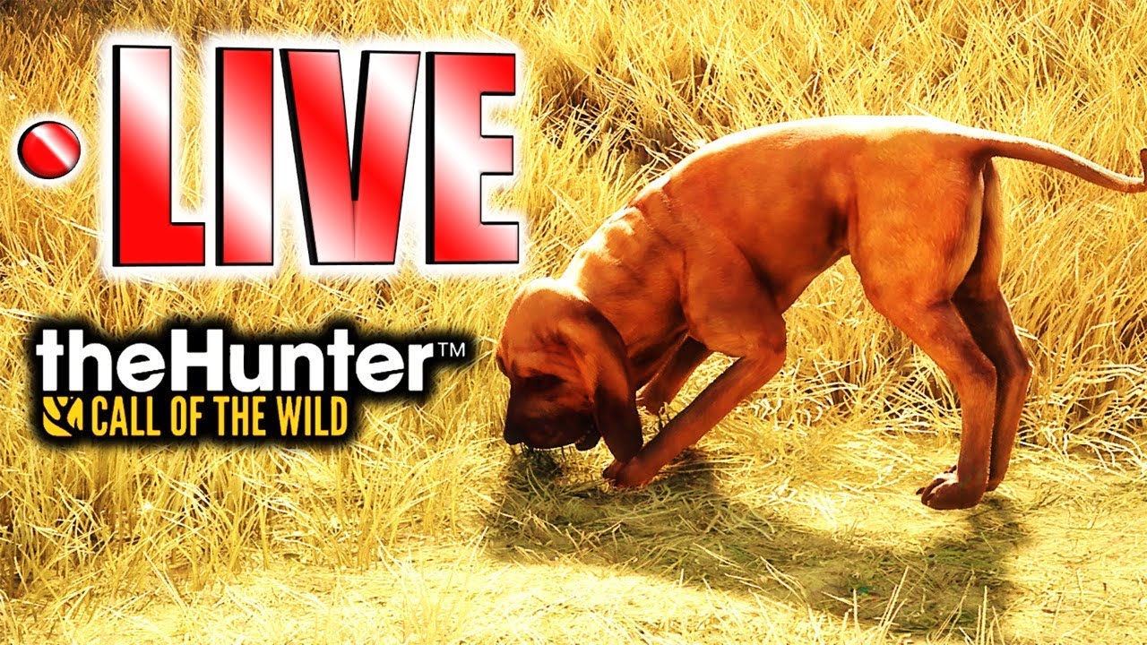 Taking Our Hound for a Stroll! | Bloodhound Release is Tomorrow