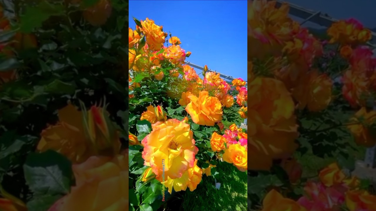 Rose Flowers Full Bloom 🌼 Relaxing & Peaceful View