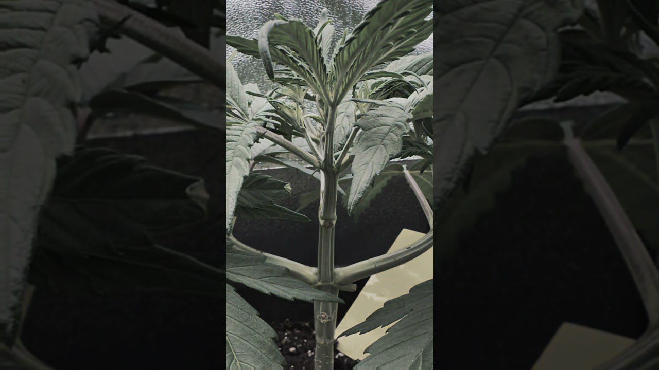 My First Grow in 20 Seconds–This Is How It Started  