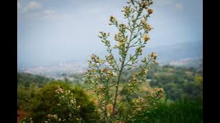 Emut Bae | Story' Wa Sunda