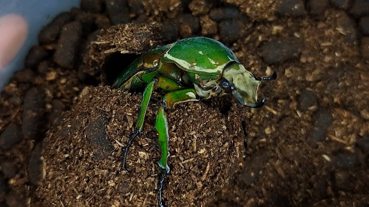 The process of a beetle coming out of a cocoon. Mecynorrhina Torquata Immaculicollis (Beetle ASMR)