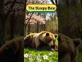 STORY- THE SLEEPY BEAR #shortstories #kidsreading #bedtimestories #shorts