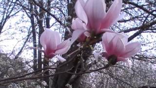 Excerpt from To Hold the Sky