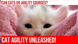 Train Your Cat for an Agility Course!