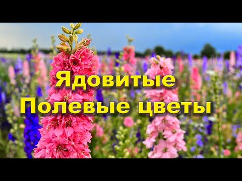 ОСТОРОЖНО - ядовитые ПОЛЕВЫЕ ЦВЕТЫ!!!