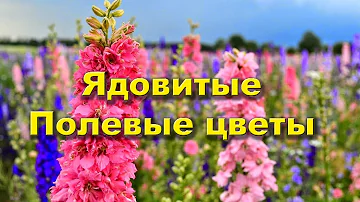 Можно ли рвать полевые цветы