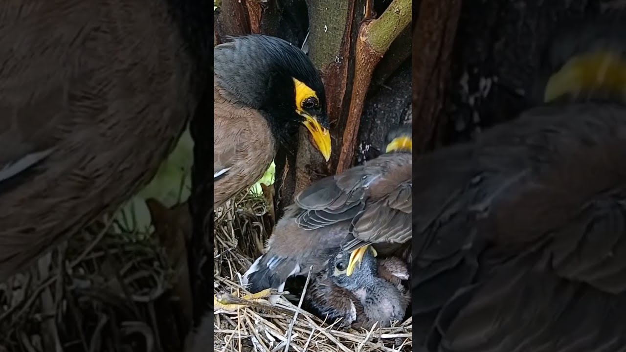 Myna Bird Beautiful Babies P 22 Shorts Shortvideo Viral Ytshorts Short