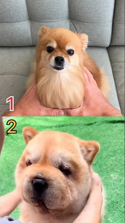 1 or 2? Choose Your Best 😋🤩#shorts #pomeranian