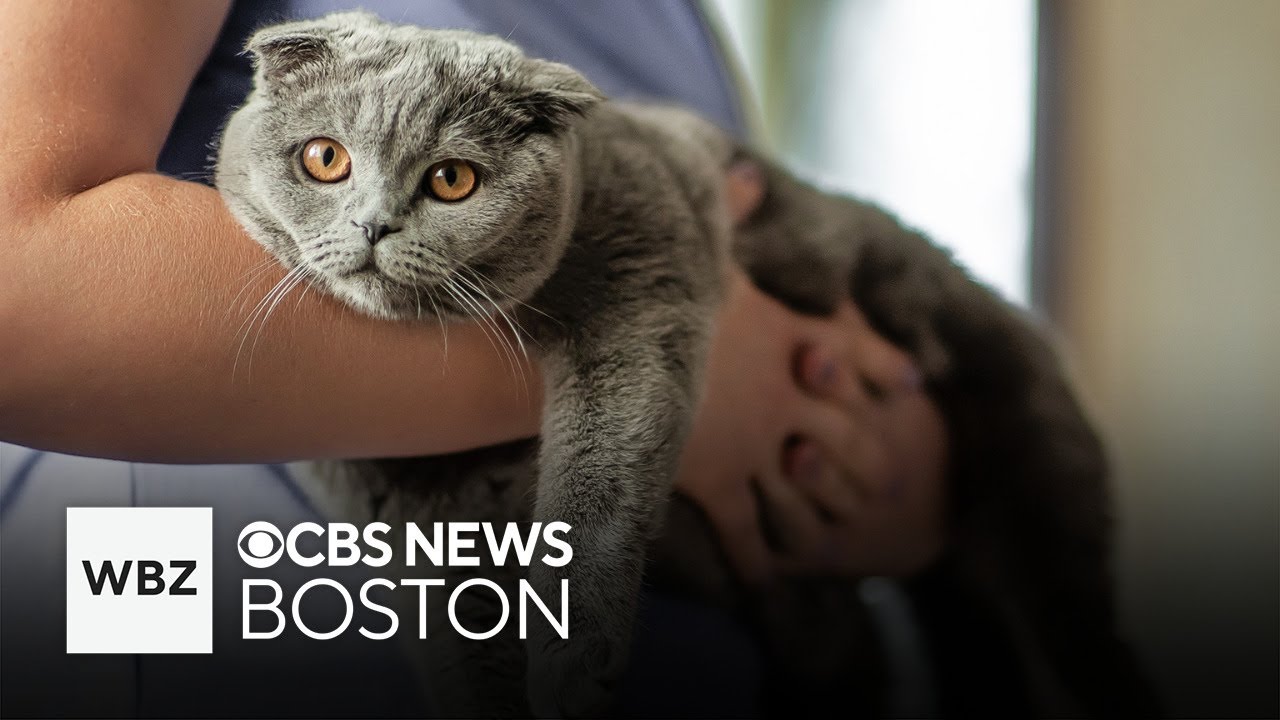 GLP-1 weight loss drugs may help pets lose weight