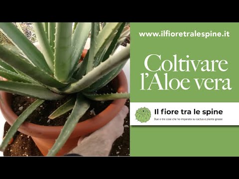 Video: Quando trapiantare l'aloe - Suggerimenti per rinvasare una pianta di aloe