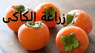 كاكا / خرما كاكى طرق تكاثر من بذرة حتى الثمرة Persimmon حلقة 291