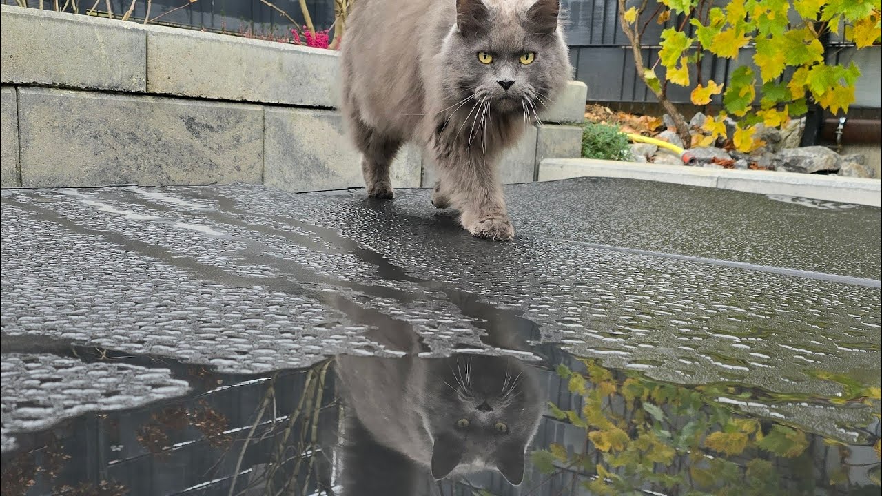 Tierheim ist zu! Wenn man was falsch verstanden hat 