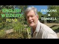 Dragonflies & Damselflies emerge from my English Wildlife Pond - June 2020