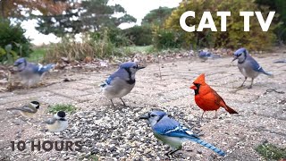 Backyard Birds and Bunnies - 10 Hour Cat TV with Jays, Cardinals, Chickadees and More - Dec 07, 2023