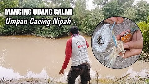 Mancing Udang Galah Umpan Cacing Nipah