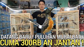 SUDAH PARAH ! OMBYOKAN MURAI BATU NOTA JANTAN 300RB PERAK DI PASAR BURUNG PRAMUKA HARI INI