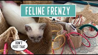 Feline Frenzy