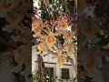 Orquídea hormiguero #orquideas
