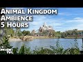 5 Hours of Animal Kingdom Ambience - Relaxing Screensaver - Walt Disney World Windows