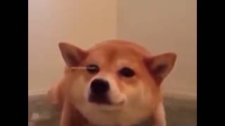 My Favorite Ptx Vines Compilation -- R.i.p. Vine