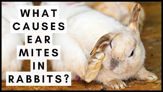 What Causes Ear Mites In Rabbits?