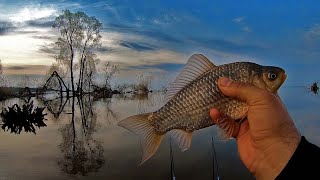 Карась на поплавок у казковому місці Весняний карась в очереті на водосховиші рибалка на дніпрів дощ