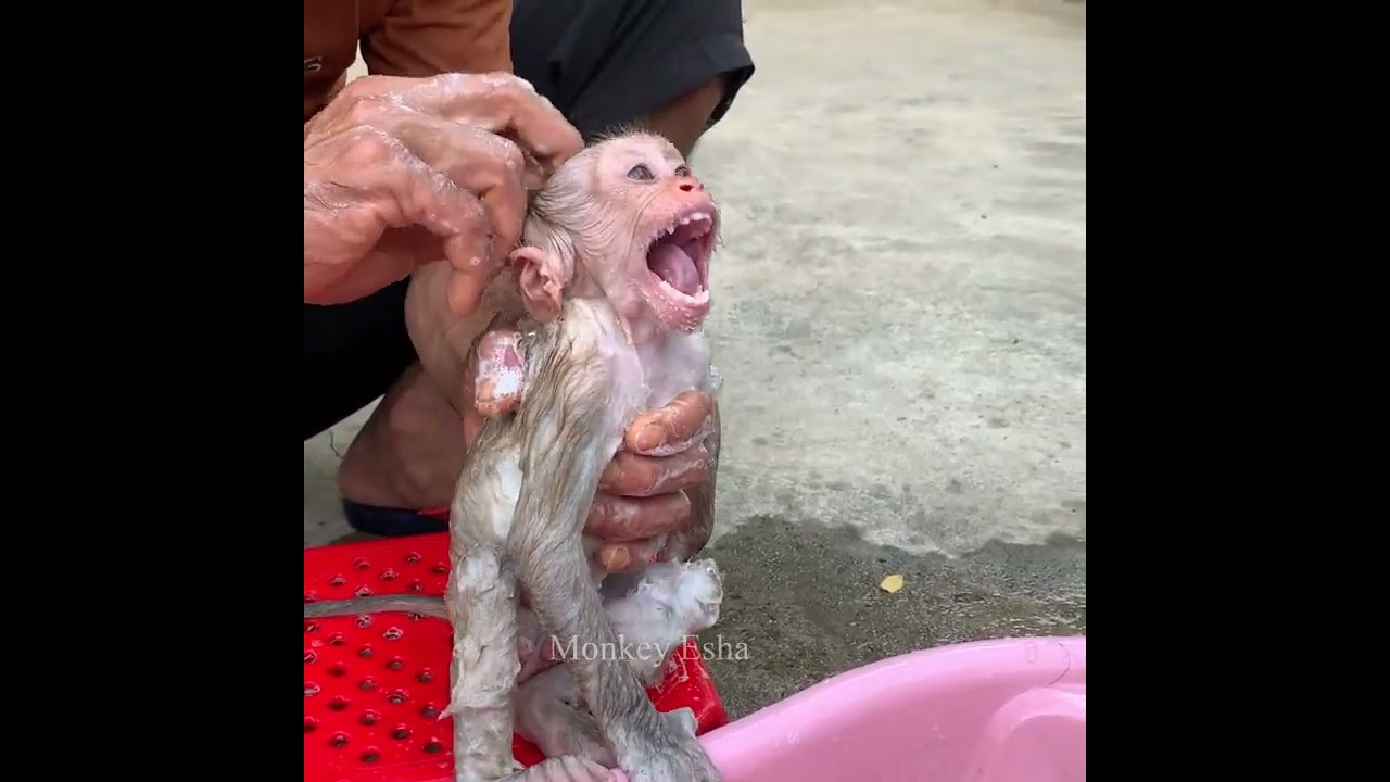 Baby monkey Sabi is so lazy for taking a bath.