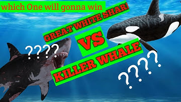 Great white shark VS  KIller whale who gonna win???