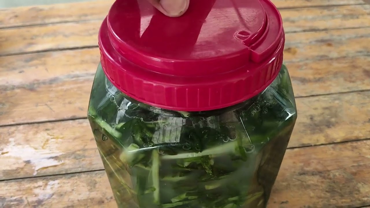 คั้นส้มผักแป้นไว้กินกับแจ่วปลาร้า