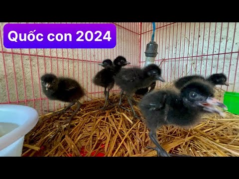 Bán Chim Quốc Con Giá Rẻ 2024 0982128836