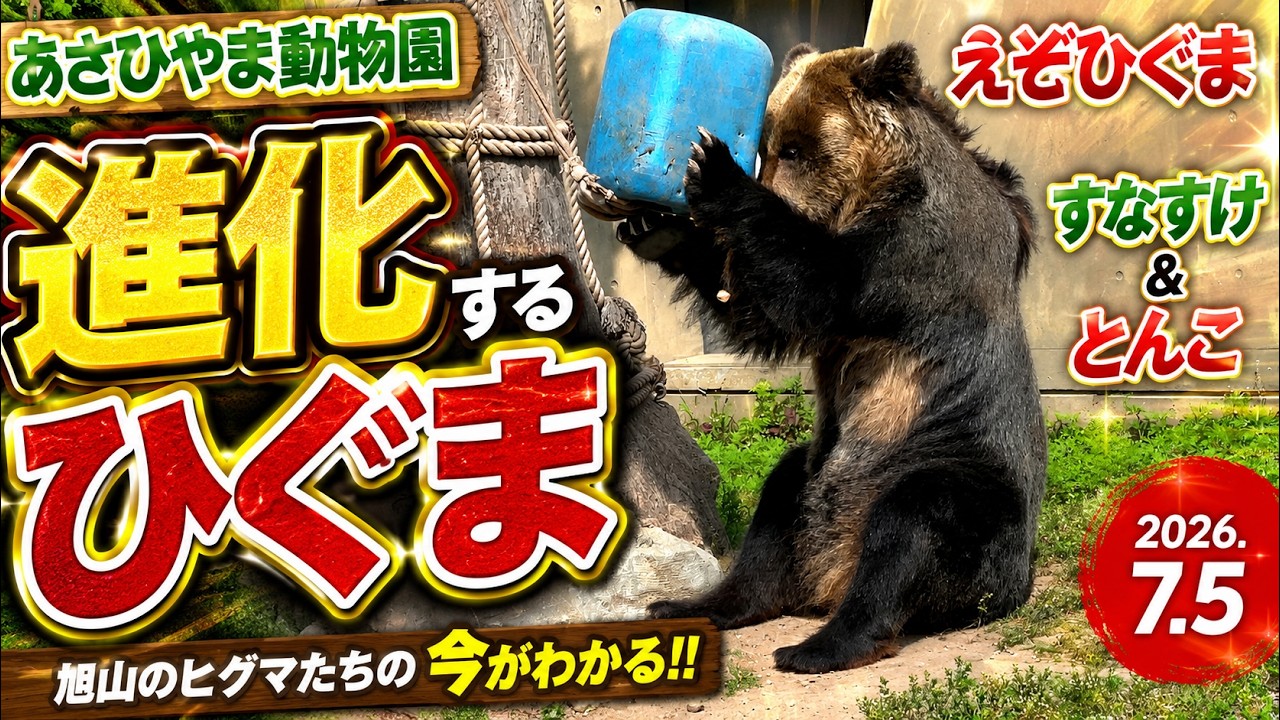 あさひやま動物園 えぞひぐまのすなすけ＆とんこ 2026.7.5 - YouTube